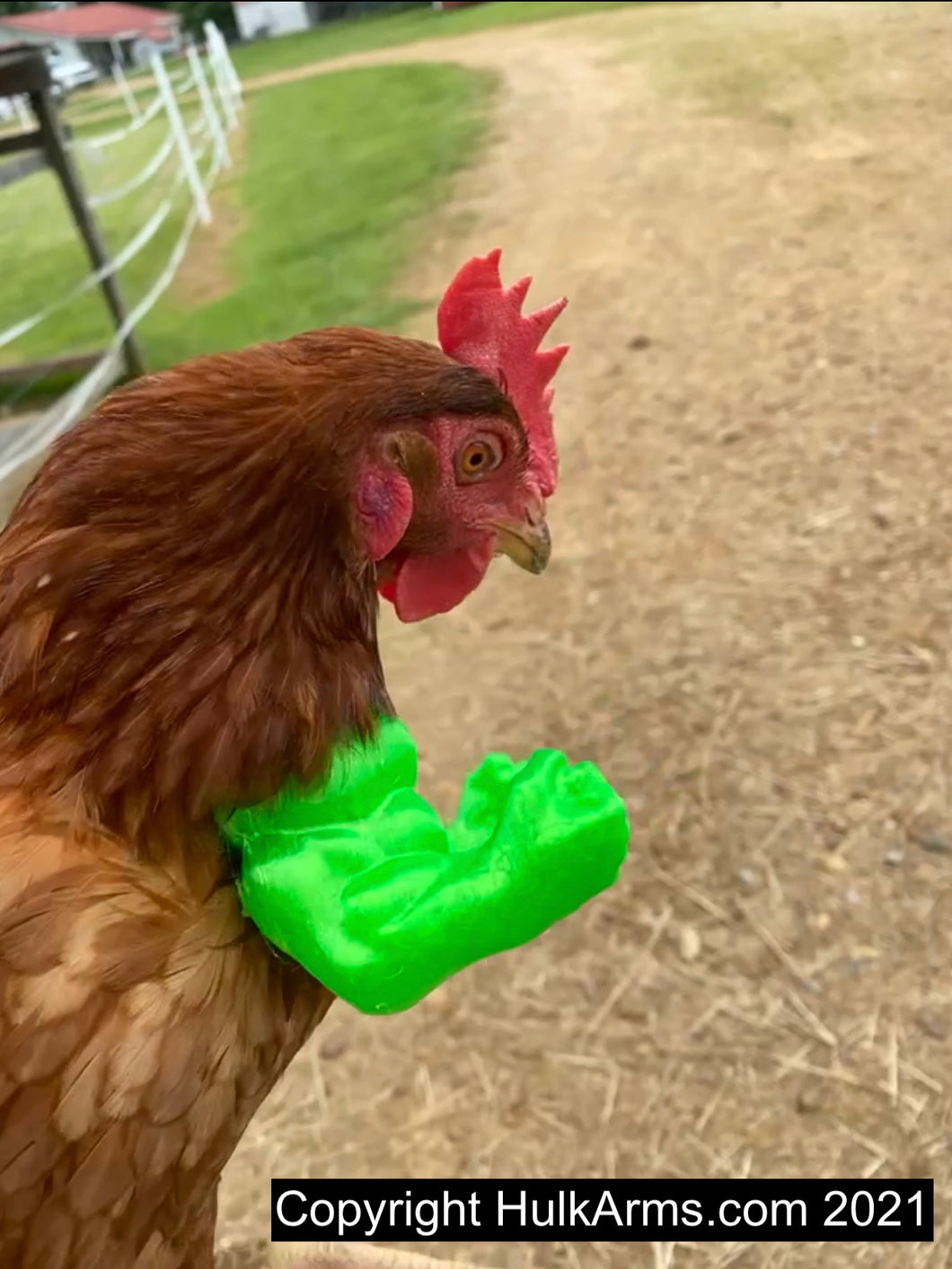 3D Printed Arms For Chickens?